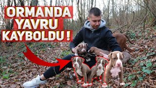 Pi̇tbull Yavrusu Ormanda Kayboldu 