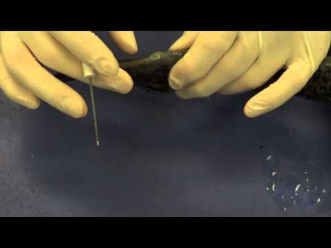 Lamprey Dissection