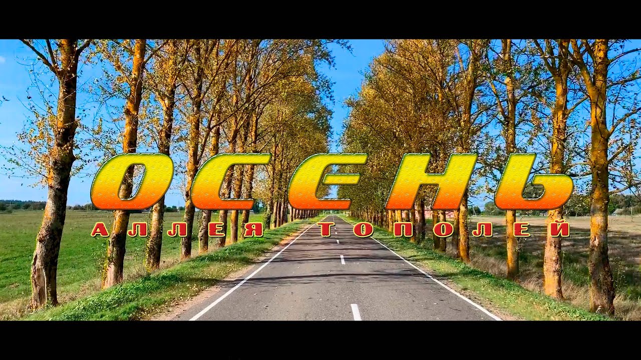 Красивые тополя вдоль трассы / Осенняя дорога / Осень 2021