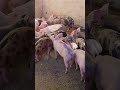 Feira de porcos em Canafistula de Frei Damião ás segunda feira