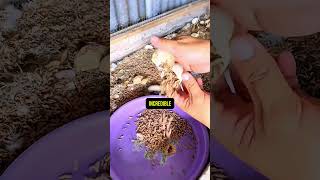The Genius Duck Feeding Method You’ve Never Seen? #woodduck