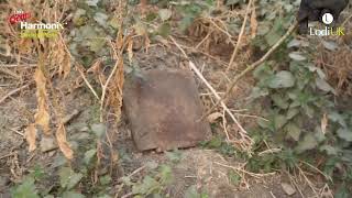 Baiting with Lodi's Gems Harmonix Rodent Paste in open areas and burrows within farms