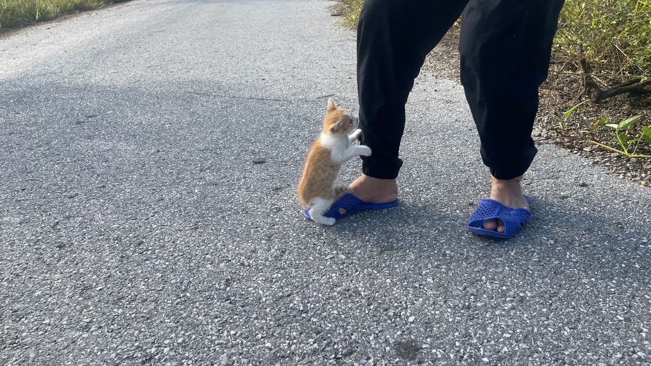 «Этот бездомный котёнок подбежал ко мне… и умолял о помощи»