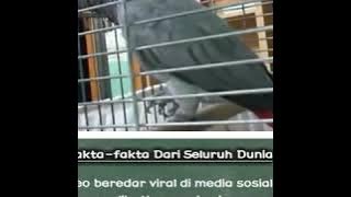 Subhanalloh burung bisa istighfar