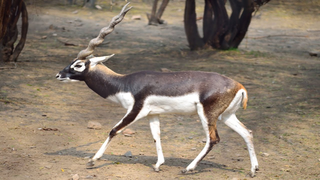 Black Buck try attract the female | Antilope cervicapra