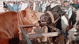 اسعار العجول الديكور اللحم البقري في سوق ابو المطامير يوم 5/5/2023