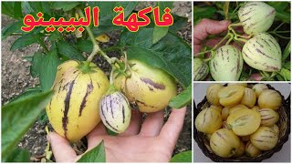 تجربة زراعة فاكهة البيبينو في الجزائر 2020  pepino fruit Algéria