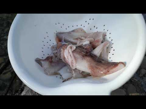 Video: Kako Kuhati Provansalske Morske Volkove Ribe
