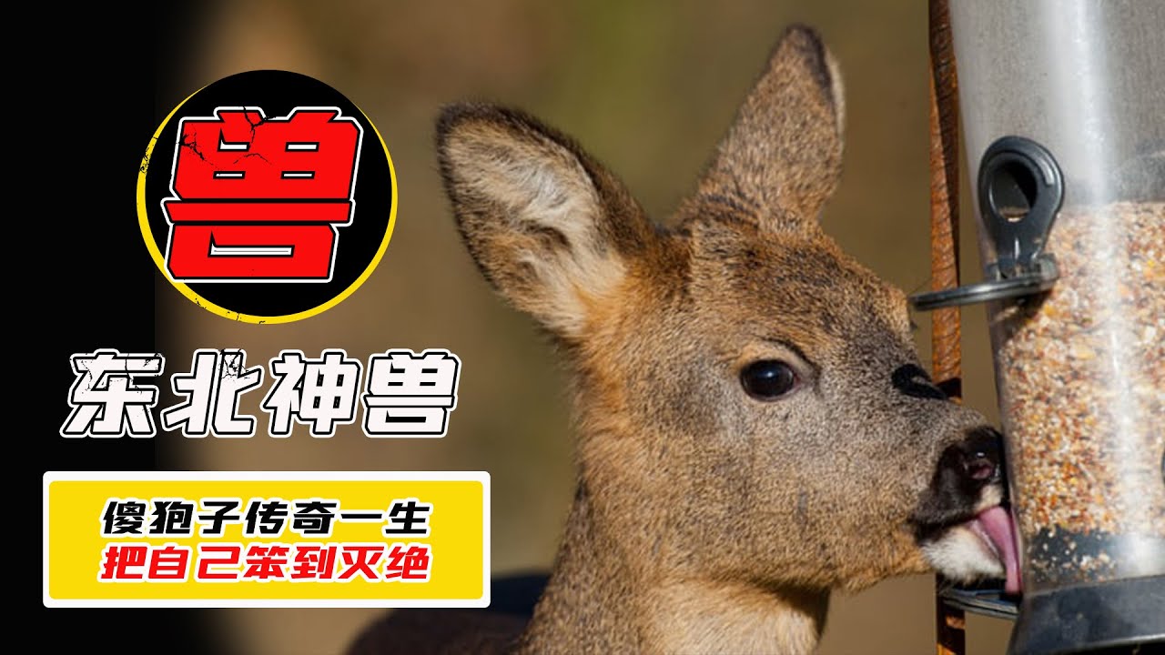 東北第壹“神獸”,傻麅子到底有多傻?這麽笨怎麽活到現在的? - YouTube