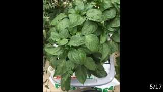 Hydro Growbox Pepper Growing Update April 25 May 17