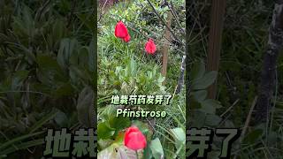 地栽的芍药发芽了 (2026-04) #pfingstrose #peony #芍药 #garden #garten #地栽