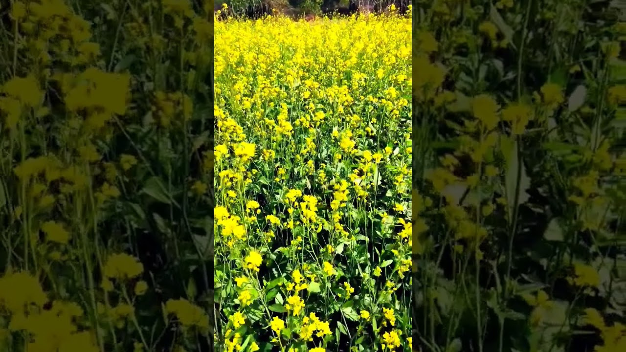 Don't Stress, Just wear A Yellow Dress. 