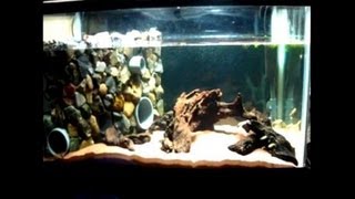 イモリのアクアテラ水槽の作り方動画 Youtube