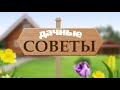 ДАЧНЫЕ СОВЕТЫ 15.07.2021