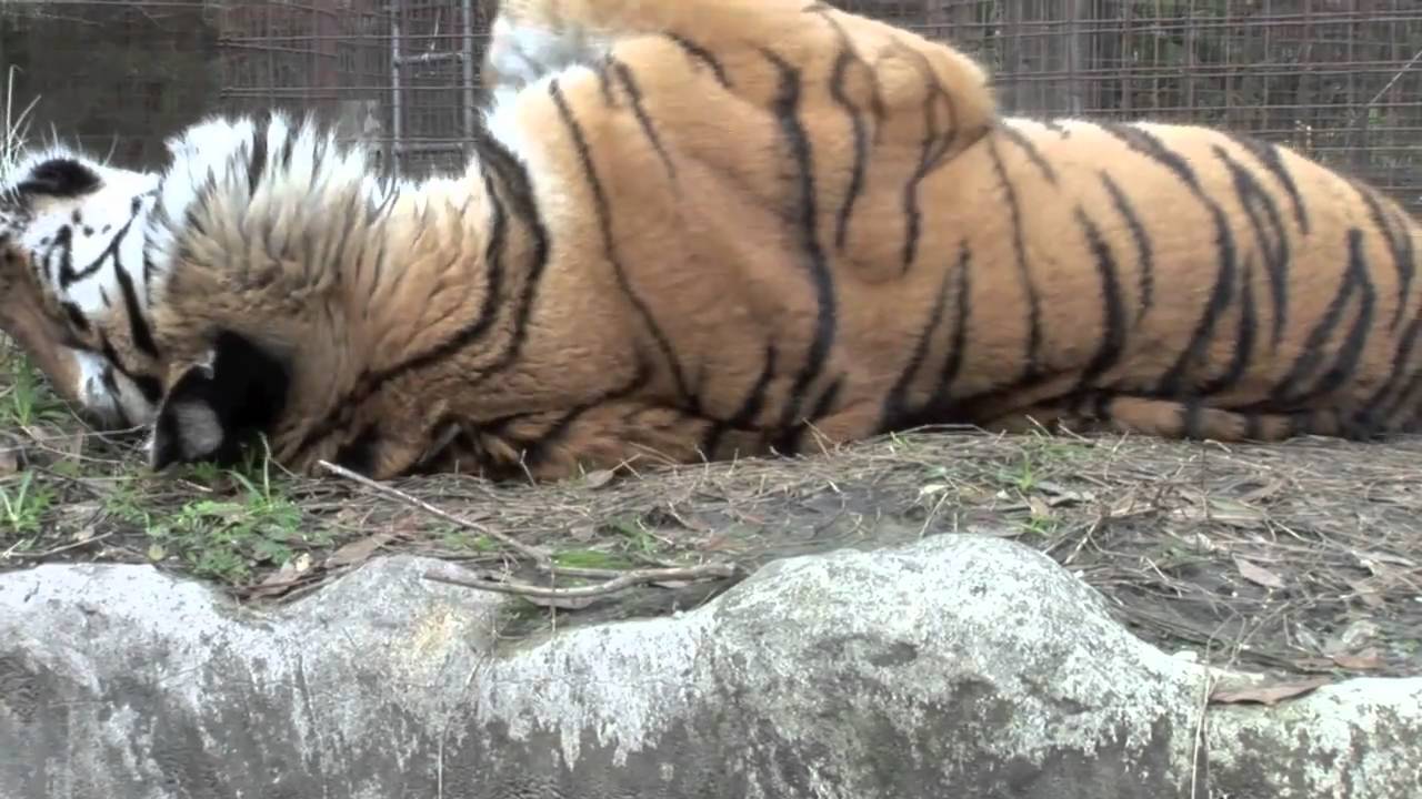 leopard print Cookie Tiger Rub!