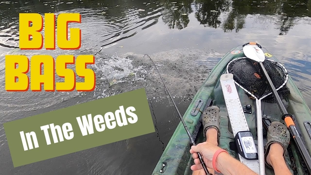 Big Bass in the Weeds