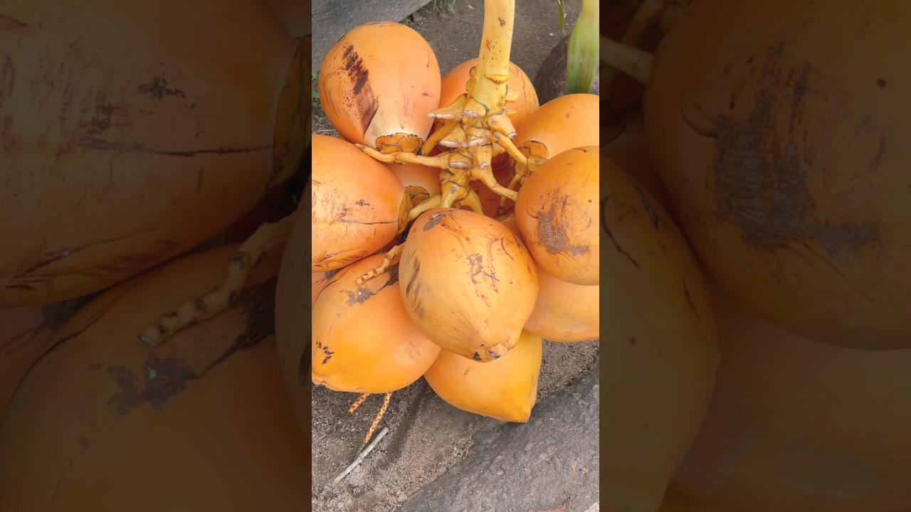 How to cut king coconut 🌴 🥥 🥭🍌 