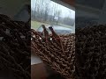 Staring Out The Window Together