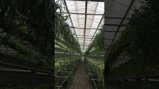 Joinflower Joinfolia Greenhouse Section Rhipsalis Dischidia