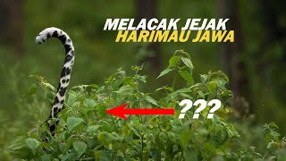 Lacak Jejak Harimau Jawa - Dapat 2 Anak Predator [ penelusuran ]