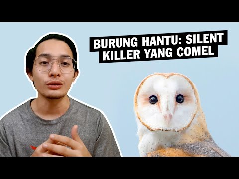 Burung Hantu: Silent Killer yang Comel