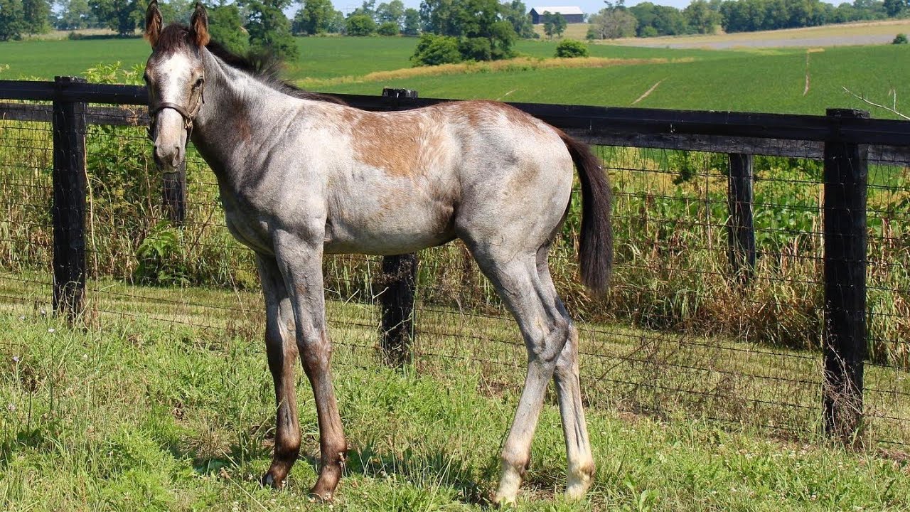 subasta de potrillos finos de carreras 