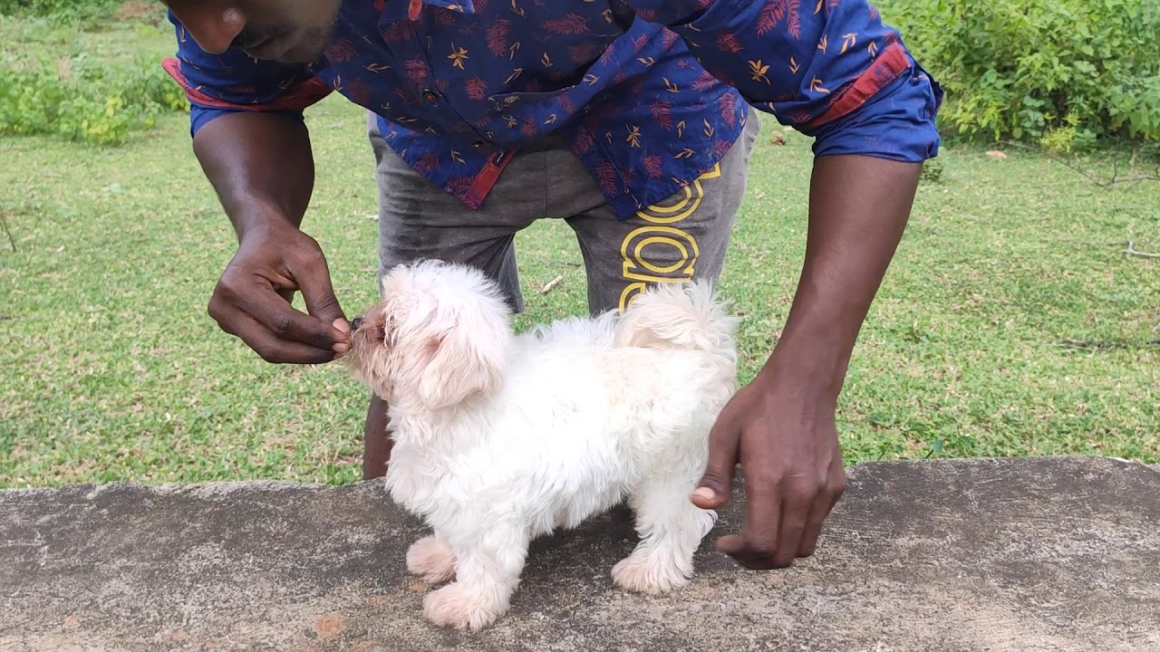 Manoj pet's Vizag(4) YouTube