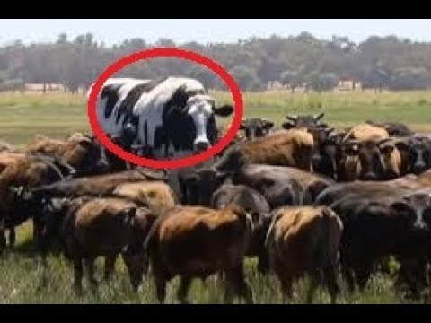 Video Nằm mơ thấy con bò - Giải mã giấc mơ thấy con bò là... - youtube