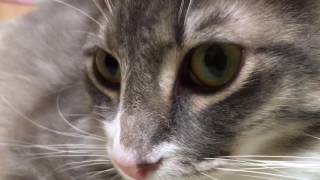 癖ができた猫 ノルウェージャンフォレストキャット Habit could be. Norwegian Forest Cat.