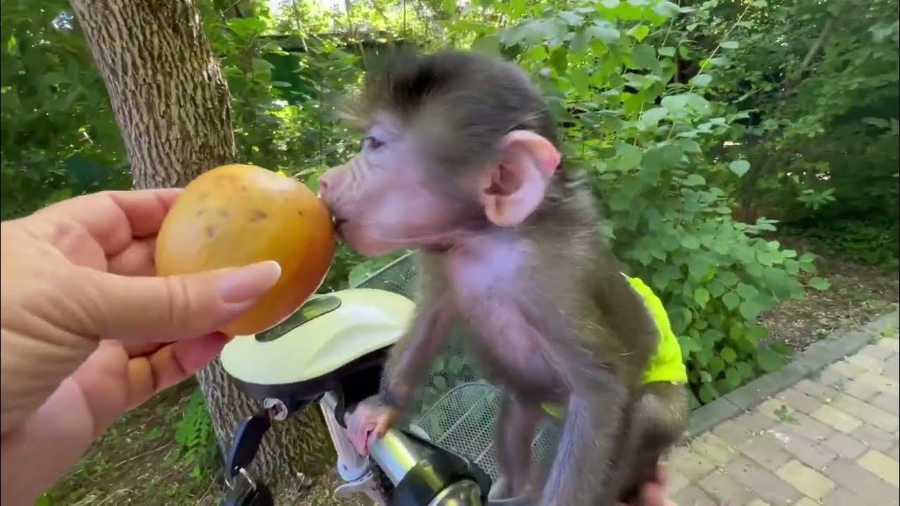 татьяна алексагина тайган парк львов ютуб. тайган и ольга. приключения люськи гамадрила в тайгане. обезьянка люся из тайгана. тайган маня степа люся.