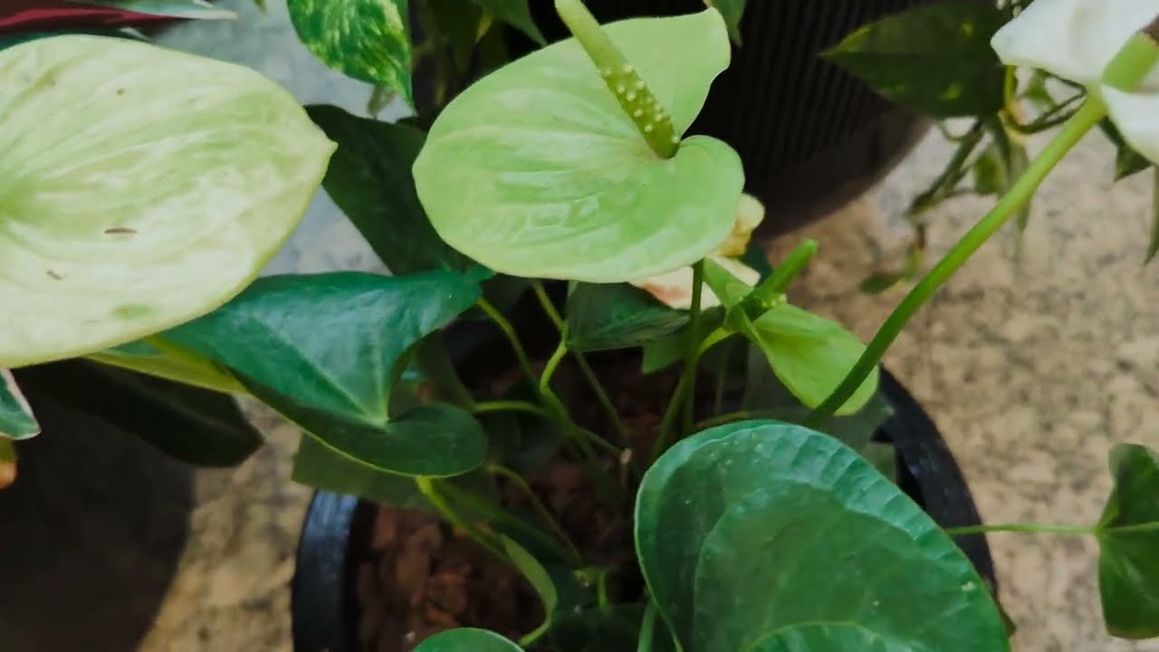 PLANTAS MARAVILHOSAS DO SHOPPING E COMO FORAM ORGANIZADAS PARA ENFEITAR O LOCAL @cristinacampos9877 
