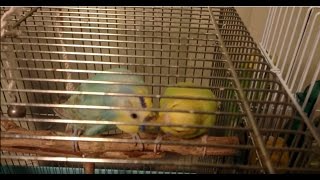 ２組のカップル＋α（セキセイインコのひな・幼鳥・若鳥）－かごの外に出してみた（８９）・カゴの中の様子（３４）