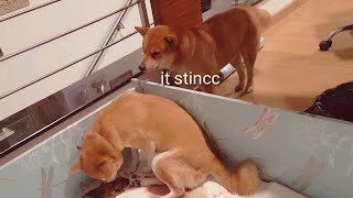 Shiro Take Sneecc Peacc At Potat