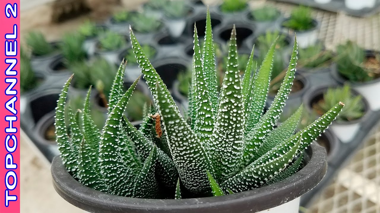 10 Variedades de suculentas más peculiares del mundo