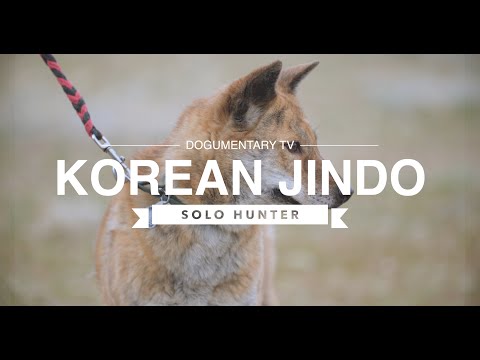 ALL ABOUT THE KOREAN JINDO: THE INDEPENDENT HUNTER