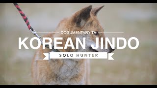 ALL ABOUT THE KOREAN JINDO: THE INDEPENDENT HUNTER