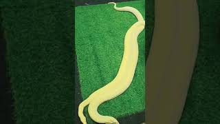 Burmese Albino Python