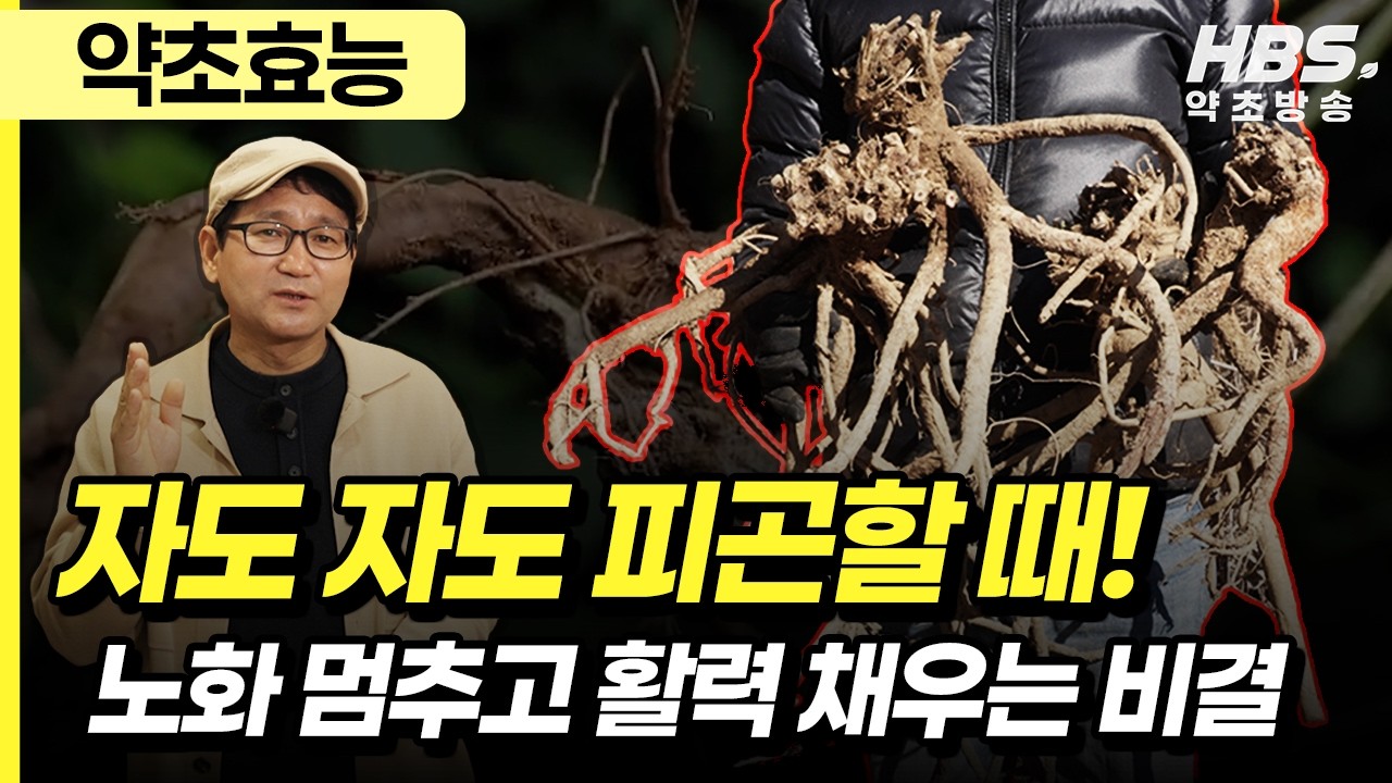 자도 자도 피곤하다면?  '이것의 놀라운 효능과 꿀조합 약초 공개!
