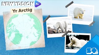 Faint o gyfle sydd gen ti i siarad Cymraeg? +Sioe am arth wen yr Arctig sy’n taclo newid hinsawdd