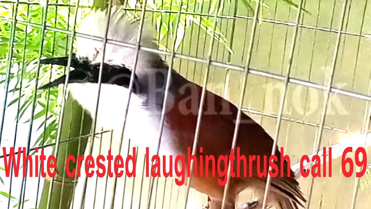 White crested laughingthrush call 69