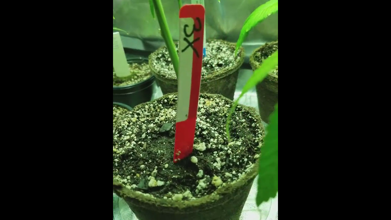 Fimmed Dark heart nursery clones.