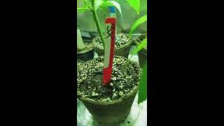 Fimmed Dark heart nursery clones.