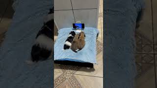 Vejam O Que Consegui Filmar