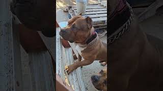 Ill Have Nap Climbing In No Time