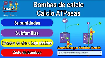 ¿Qué función tiene la bomba de calcio?