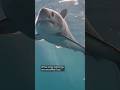 Shark fin sightning shuts down Nova Scotia beach this summer