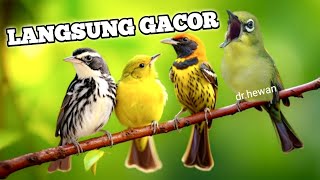 Download Lagu Mental Juara, Pancing Master Kecial Kuning Ciak Ciak Pasti Burung Tambah Gacor, Burung Mahal MP3