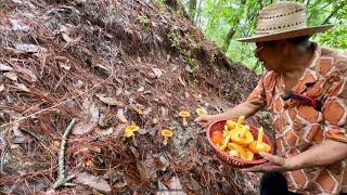 Así se cosechan los Hongos de Gina en el campo en tiempos de lluvias en Oaxaca México #campo 