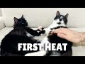 Cats showing signs of heat the first time | Uni and Nami