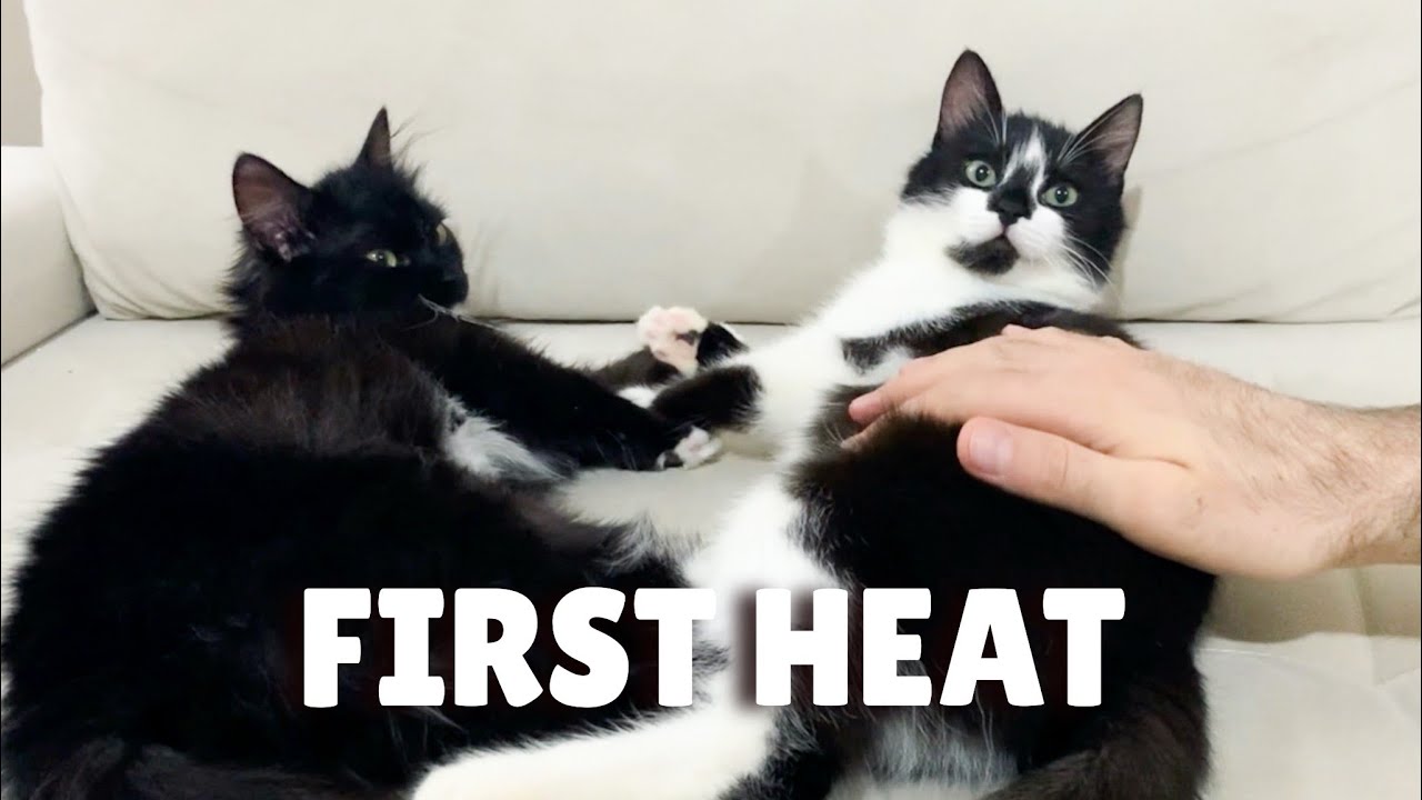 cat in heat youtube